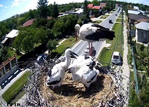 Puii de barză de la Răcari cresc sub privirile tuturor!