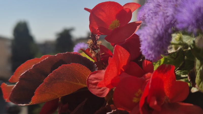 CANICULĂ ȘI DISCONFORT TERMIC: DUMINICĂ CU TEMPERATURI DE VARĂ EXTREMĂ ȘI FURTUNI CANICULĂ ȘI DISCONFORT TERMIC: DUMINICĂ CU TEMPERATURI DE VARĂ EXTREMĂ ȘI FURTUNI