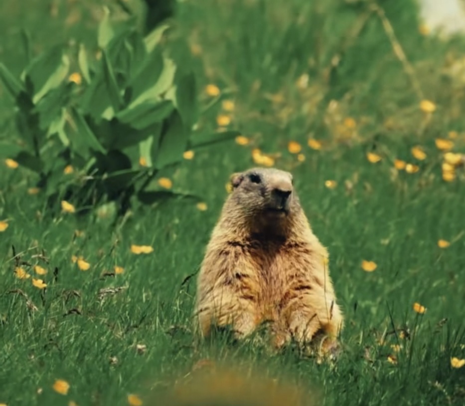 Când natura intră în vacanță: marmotele din Retezat, vedetele liniștii totale