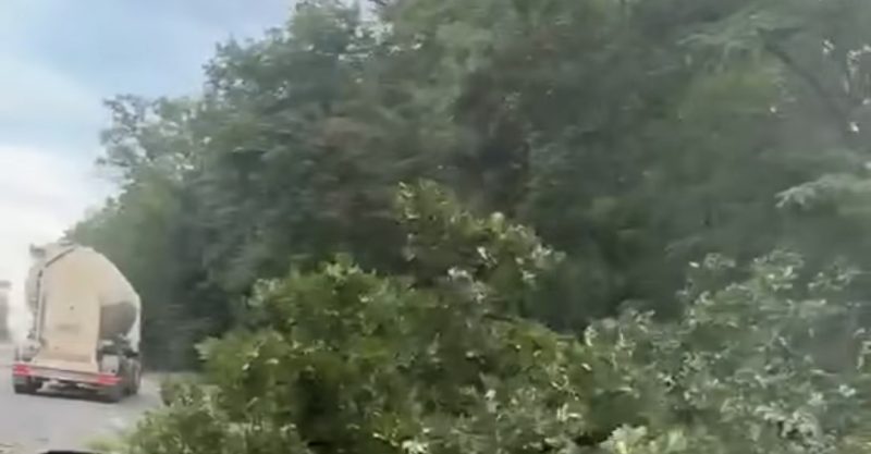 Copac prăbușit pe DN7! Traficul spre București s-a desfășurat cu dificultate