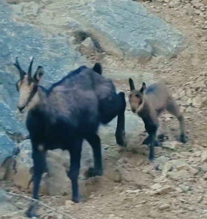 În inima Parcul Natural Bucegi, viața sălbatică nu ia pauză și nici nu pare interesată de „vacanța de vară”