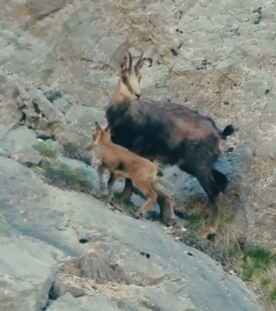 În inima Parcul Natural Bucegi, viața sălbatică nu ia pauză și nici nu pare interesată de „vacanța de vară”