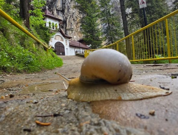 MELCUL AVENTURIER A DESCOPERIT DRUMUL SPRE UNA DINTRE CELE MAI MARI MINUNI DIN JUDEȚUL DÂMBOVIȚA ELCUL AVENTURIER A DESCOPERIT DRUMUL SPRE UNA DINTRE CELE MAI MARI MINUNI DIN JUDEȚUL DÂMBOVIȚA