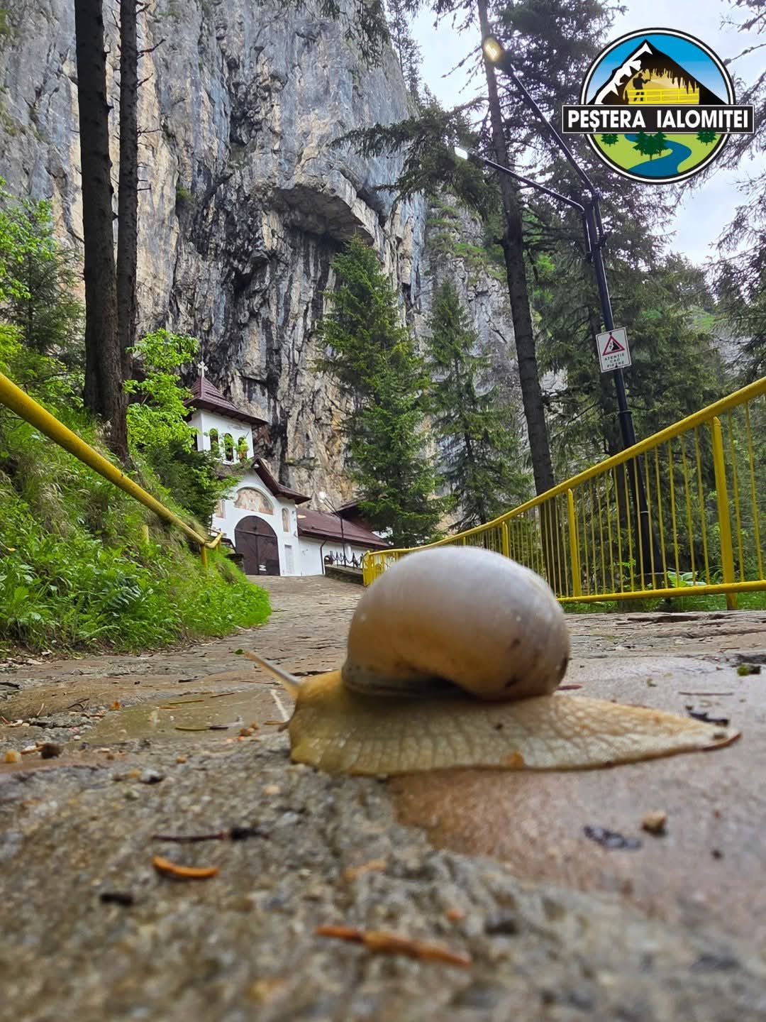 ELCUL AVENTURIER A DESCOPERIT DRUMUL SPRE UNA DINTRE CELE MAI MARI MINUNI DIN JUDEȚUL DÂMBOVIȚA