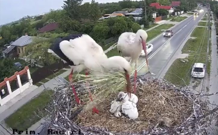 Pui de barză la Răcari, imagini emoționante din cuibul urmărit live Pui de barză la Răcari