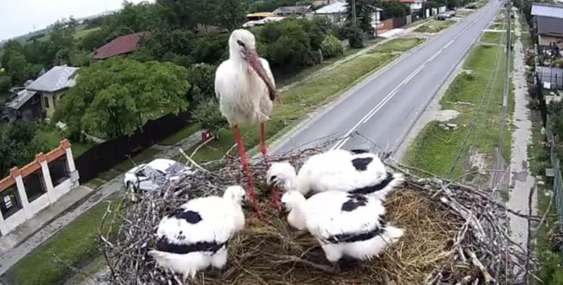 Puii de barză de la Răcari cresc sub privirile tuturor!