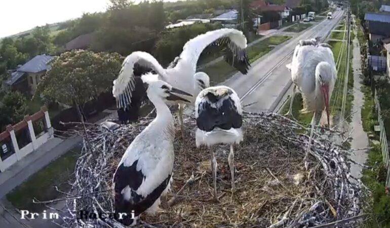 Spectacol în natură la Răcari: puii de berze își pregătesc primul zbor