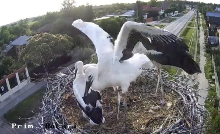 Spectacol în natură la Răcari: puii de berze își pregătesc primul zbor