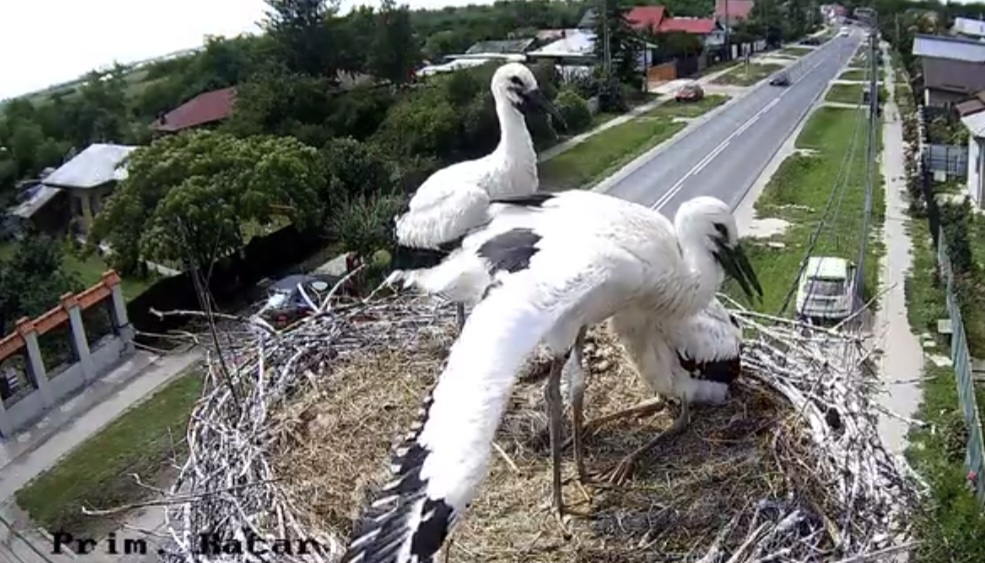 Spectacol în natură la Răcari: puii de berze își pregătesc primul zbor