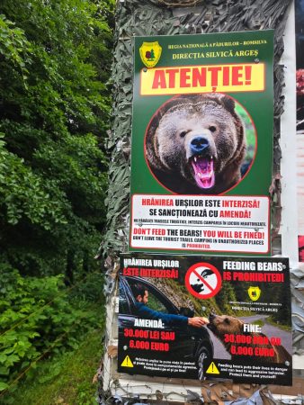 Se intensifică măsurile de prevenire a incidentelor cu urși pe Transfăgărășan