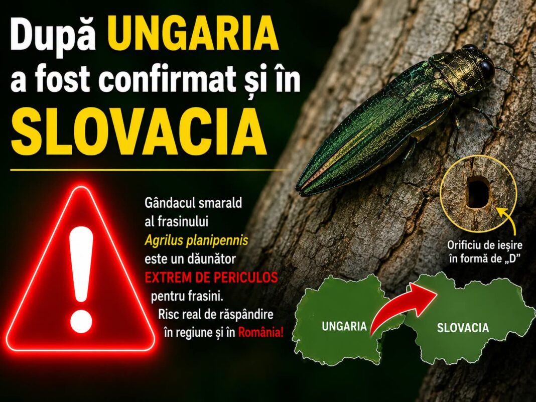 ALERTĂ: Gândacul smarald al frasinului se apropie de România! Dăunătorul a fost confirmat și în Slovacia