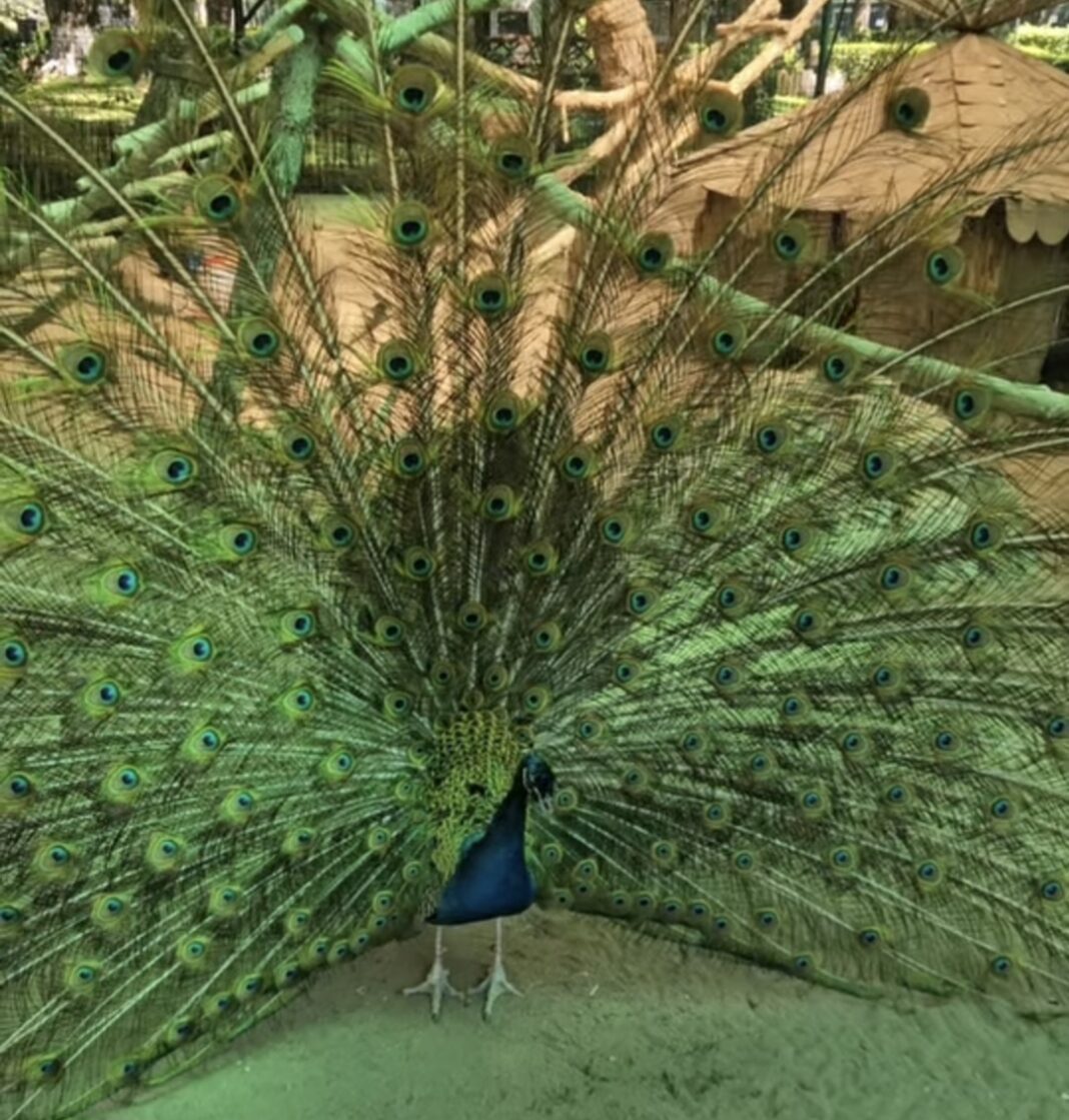 Păunul își etalează frumusețea la Zoo Târgoviște. Nu rata o vizită în această vară!