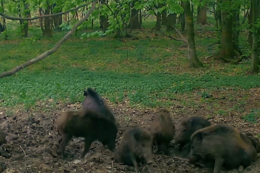  Spa la nămol! Mistreții au oferit un spectacol savuros într-o pădure din România