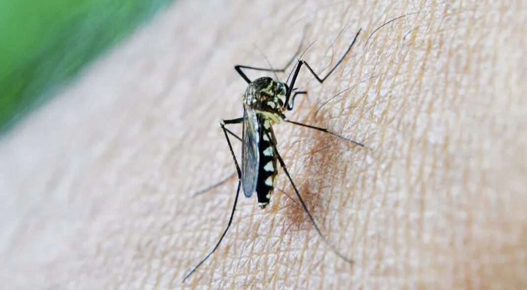 Nu ignorați înțepăturile de țânțari! Virusul West Nile poate avea forme grave