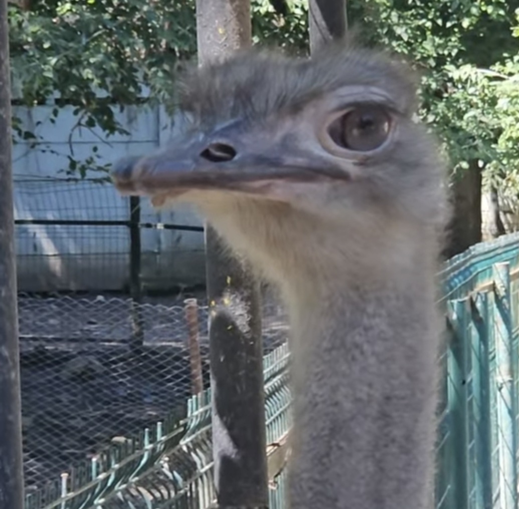 ZOO TÂRGOVIȘTE